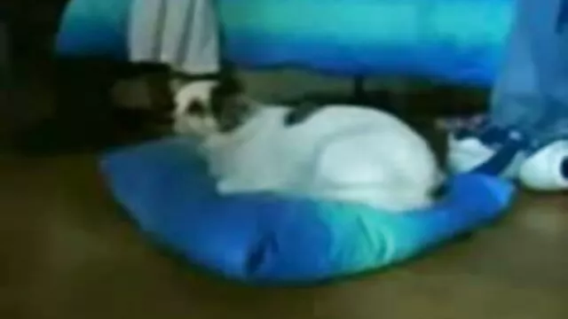 Todavía no estás casada para follar en mi casa, la formidable suegra se folló a su yerno con una polla sobresaliente en el coño de su mamas maduras cojiendo querida